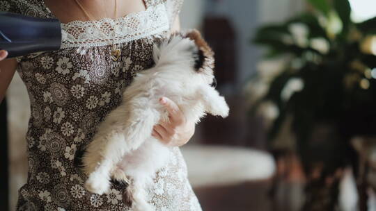 女人用吹飞机吹干小狗视频素材模板下载