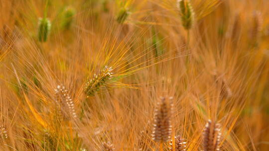 随风摆动的麦穗