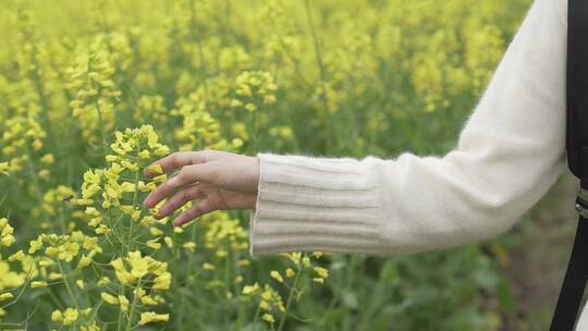 油菜花田