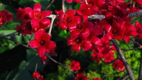 盛开的红色木棉花特写