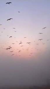 夕阳下飞翔的鸟群