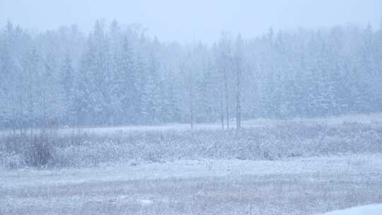 森林，松树，树木，下雪