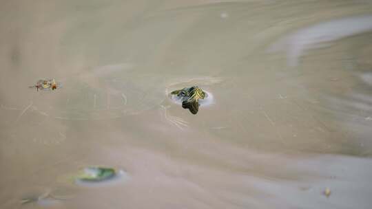 水里的乌龟