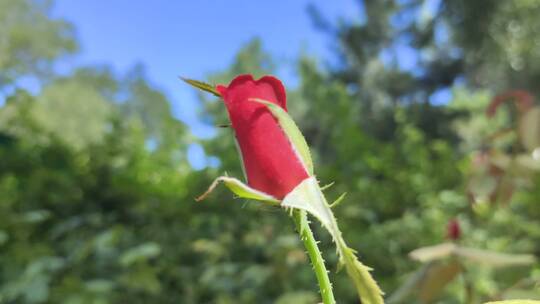 花朵特写镜头