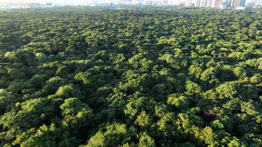 4K高清沈阳宣传片城市风光北陵绿化城市