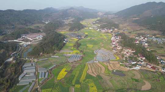 美丽乡村农业种植油菜花农田航拍