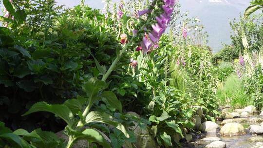 花园花香花巷绿植花海