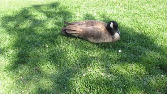 草地上休息的鸭子