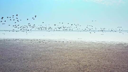 湖南岳阳东洞庭湖湿地候鸟鸟群