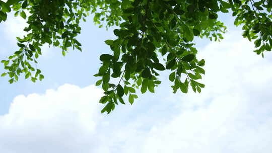 微风拂面的树叶树枝