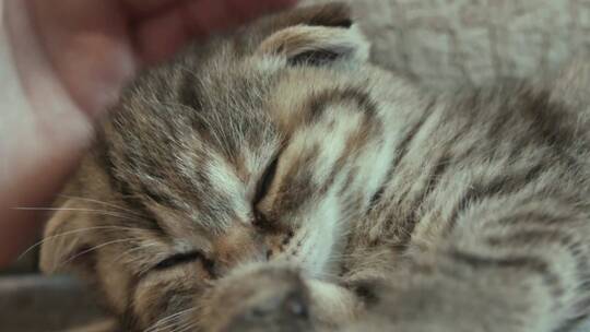 小猫安心的熟睡视频素材模板下载