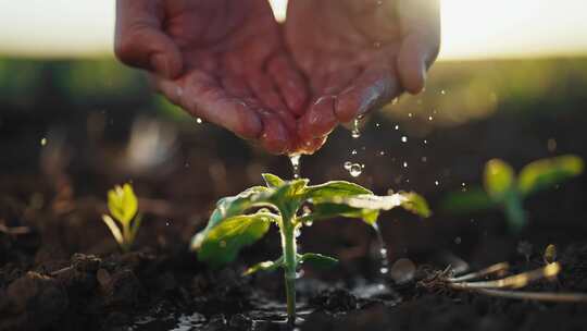 关心自然和生态水从人的手掌浇灌小植物农民