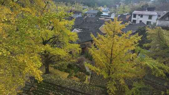 中国广西壮族自治区桂林市灵川县海洋乡银杏