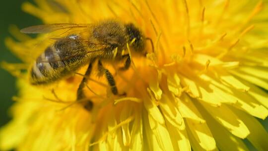 蜜蜂在花朵上采食花蜜
