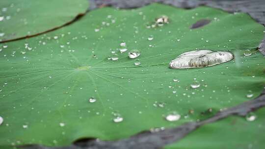 水珠洒落在池塘里的荷叶上