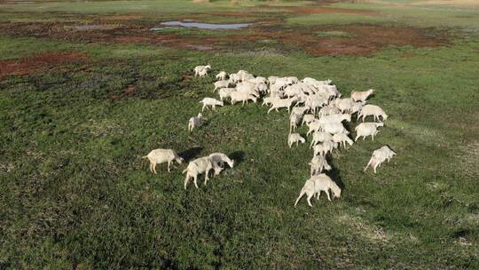 航拍湿地羊群