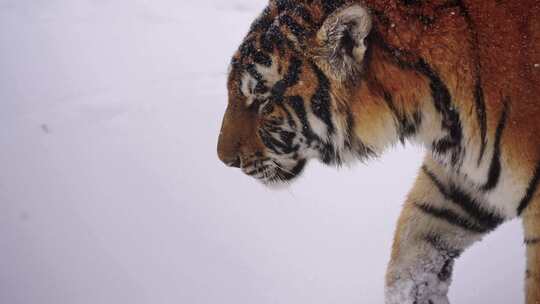 东北冬天下雪行走在雪地里的野生东北虎