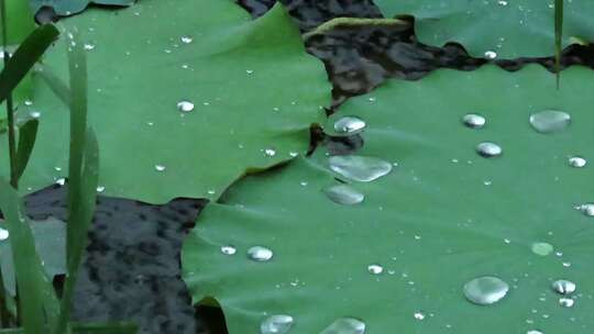 大雨中赏荷