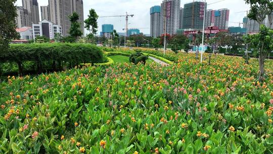 漳州市龙海角美镇花田美事花海湿地公园航拍