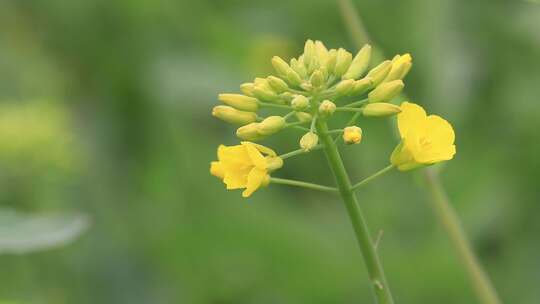 油菜花绽放