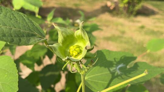 重瓣木槿花植物