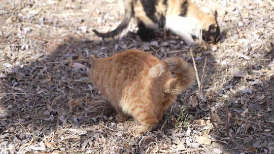 户外地面上的两只猫咪