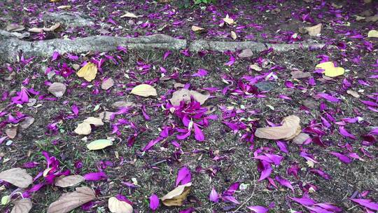 雨后地上花瓣