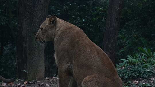 野生动物园狮子老虎