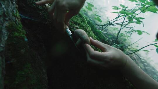 女人在森林里切割蘑菇