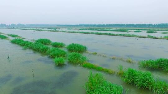 小龙虾养殖基地