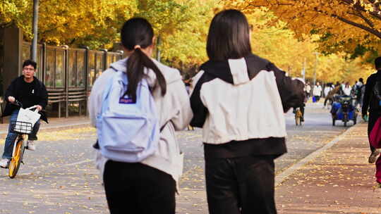 大学生在校园行走观赏秋叶