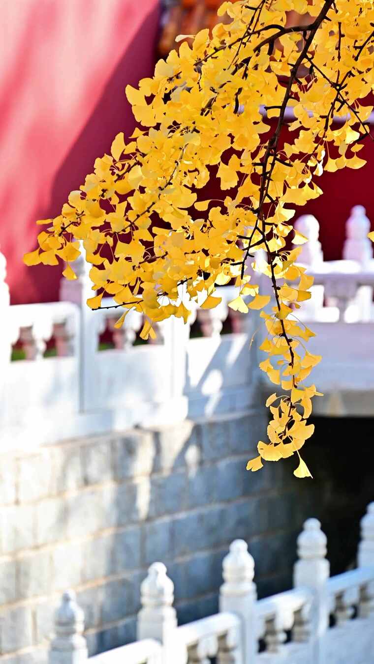 中式古建筑前的黄色的银杏叶