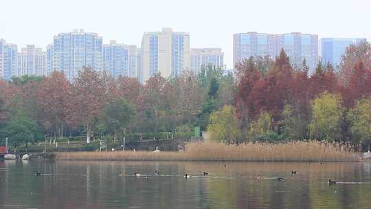 成都高新区锦城湖冬日生态环境