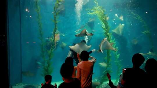 参观 水族馆 海底世界