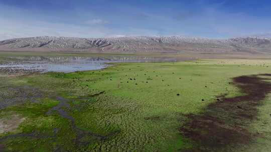 航拍牦牛西藏青海藏族牦牛群2024高原