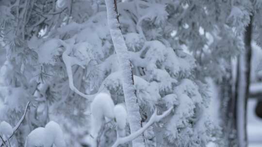 伏牛山冬季雪景雾凇