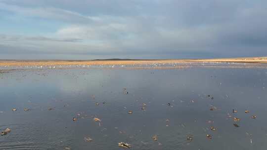 草原湿地湖水麻鸭天鹅