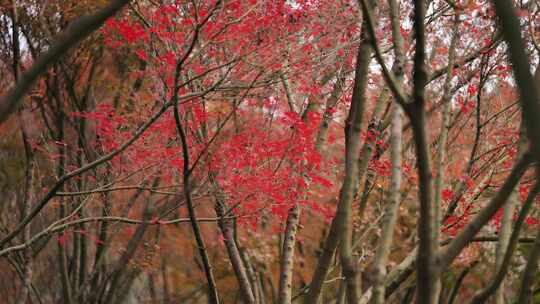 秋天公园里枫叶五彩缤纷逆光实拍航拍
