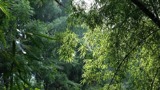 竹林视频素材竹子背景绿色竹叶太阳光斑竹林