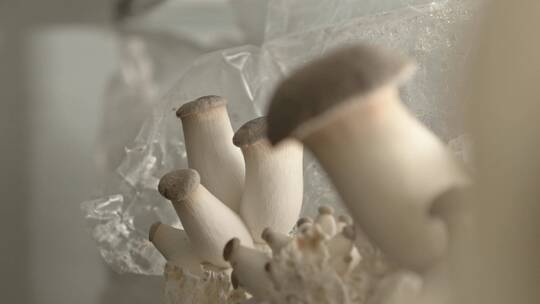 蘑菇菌类生长采摘过程