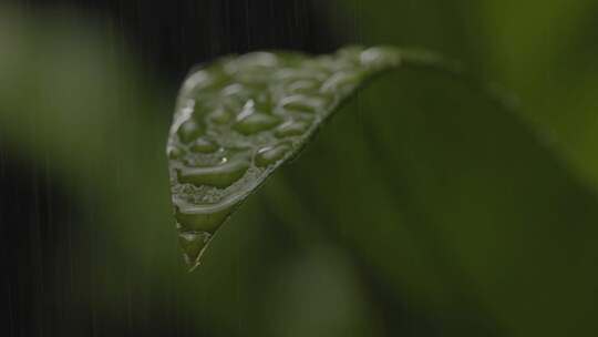 植物，叶子，新鲜度，叶子