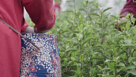 茶农采茶茶园工人正在采摘茶叶