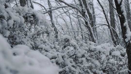 冬季仙境新鲜的雪落在森林的树上