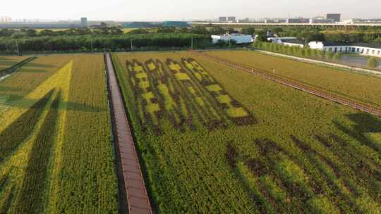 天津津南区小站稻会馆种植核心区航拍