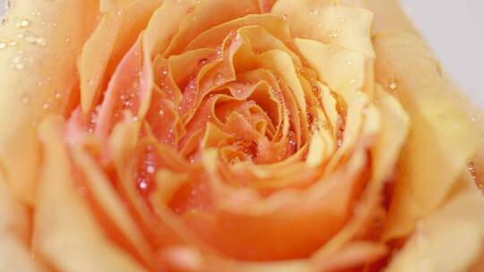 实拍凝固水珠的鲜花玫瑰 橙色黄色 假日公主