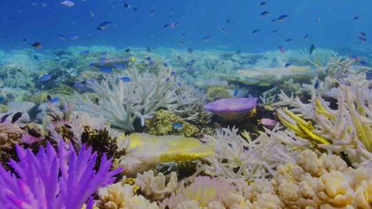 海底珊瑚鱼焦22