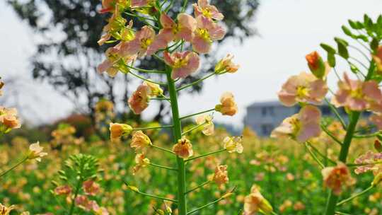 油菜花春天油菜花海油菜花田菜花花海