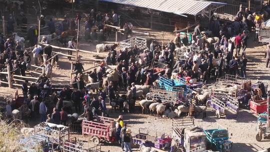 新疆喀什阿瓦提乡牛羊巴扎视频素材模板下载