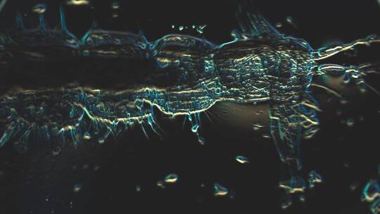 水草虫显微镜
