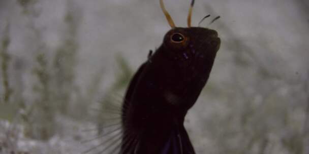 海湾信号Blenny，鱼，水下，油菜